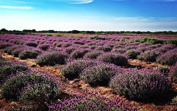 lavender fields at becker vineyards in fredericksburg tx, rows of planted lavender blooms in fredericksburg at becker vineyards estate