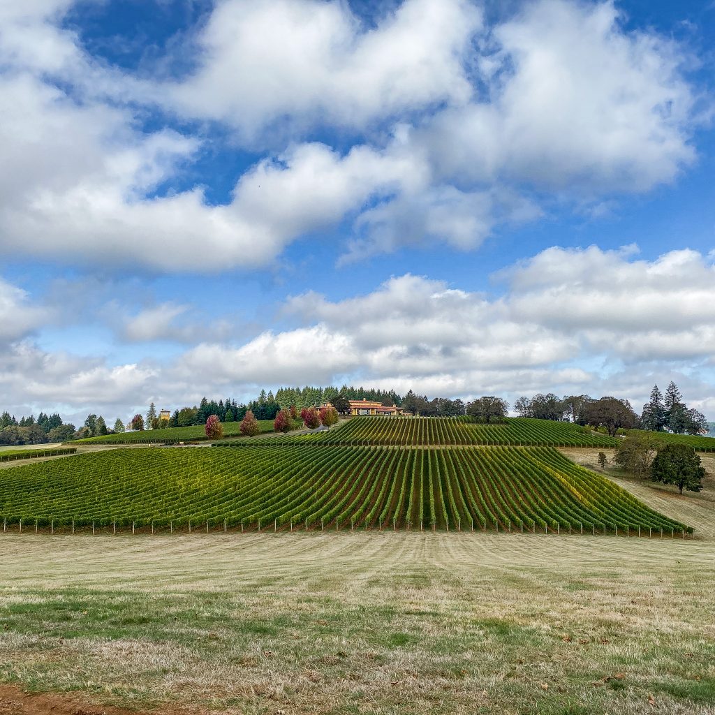 Vineyard view at Domaine Serene. The best wineries in Willamette Valley. Domaine Serene. Dayton, Oregon. Willamette Valley wineries.