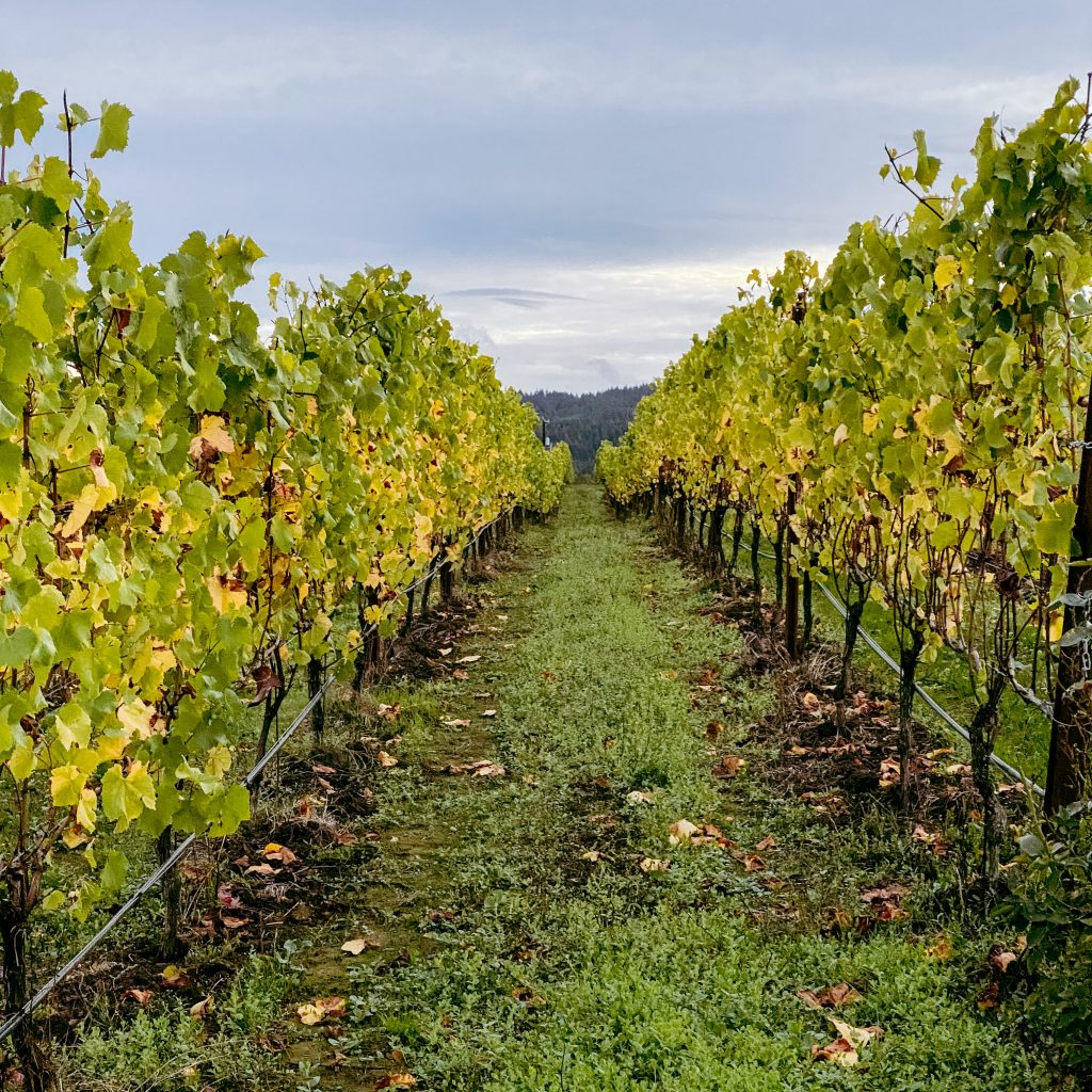 Zenith Vineyard, Salem, Oregon. The best wineries in Willamette Valley. Willamette Valley wineries.