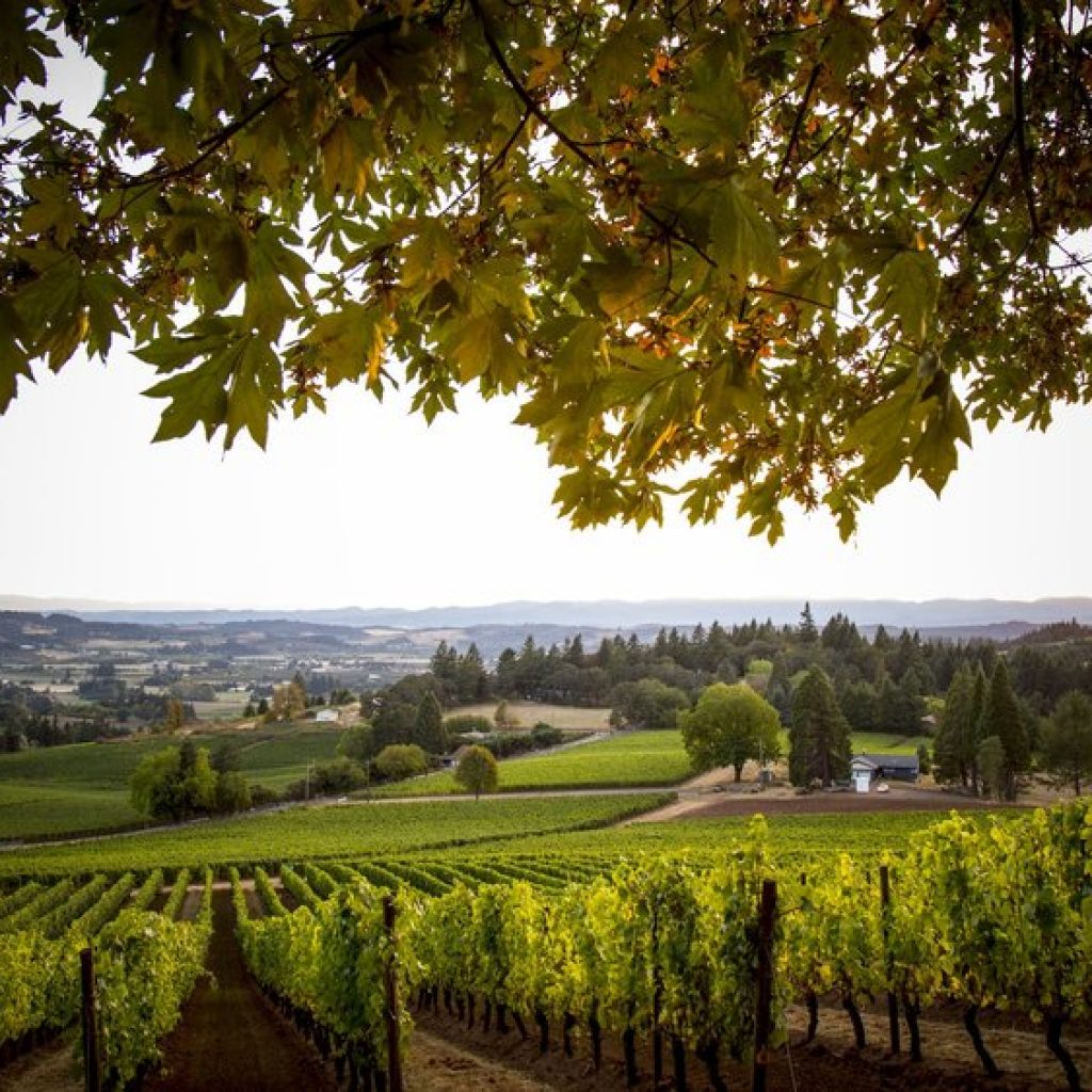 Adelsheim, Newberg, Oregon. The best wineries in Willamette Valley. Willamette Valley wineries.